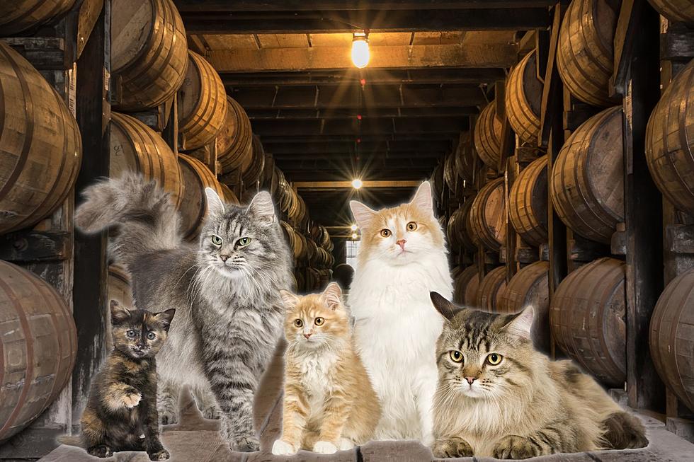 Cats Are Valued 'Employees' at KY Bourbon Distilleries