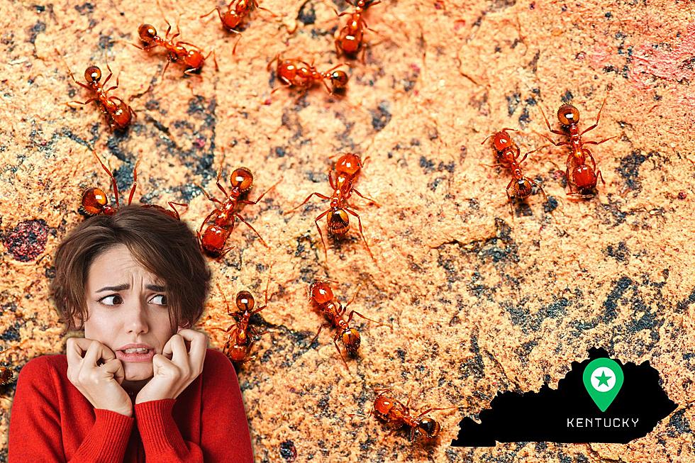 Invasive Imported Fire Ants Becoming an Even Bigger KY Problem
