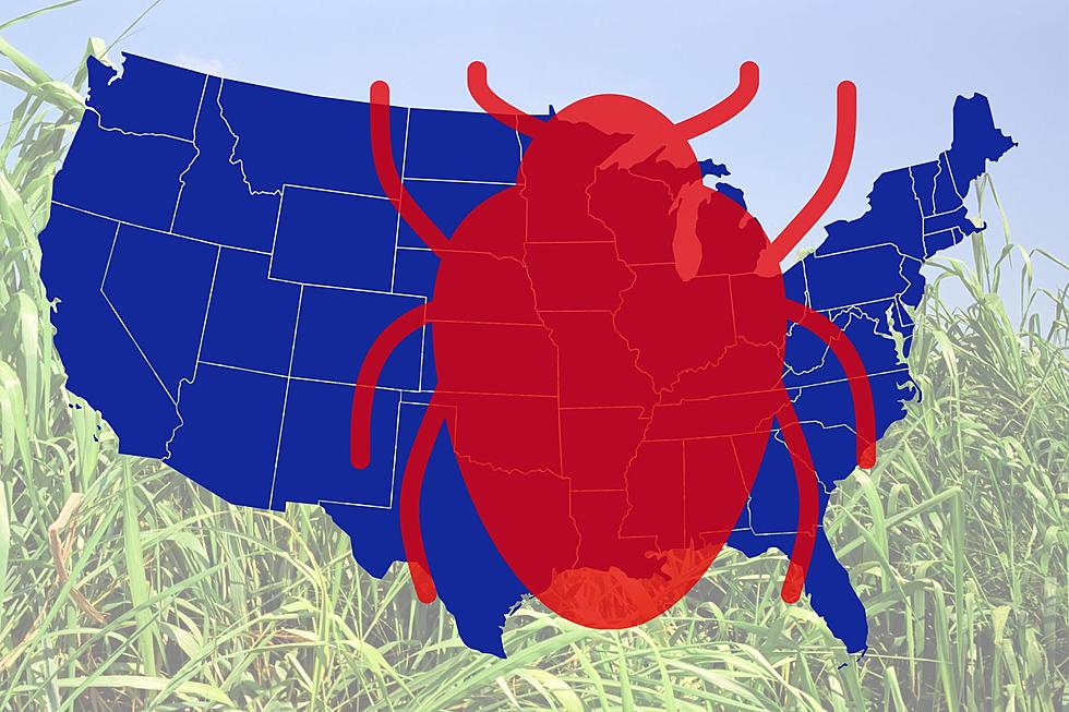Kentucky and Indiana Are Two of the States with the Most Chiggers