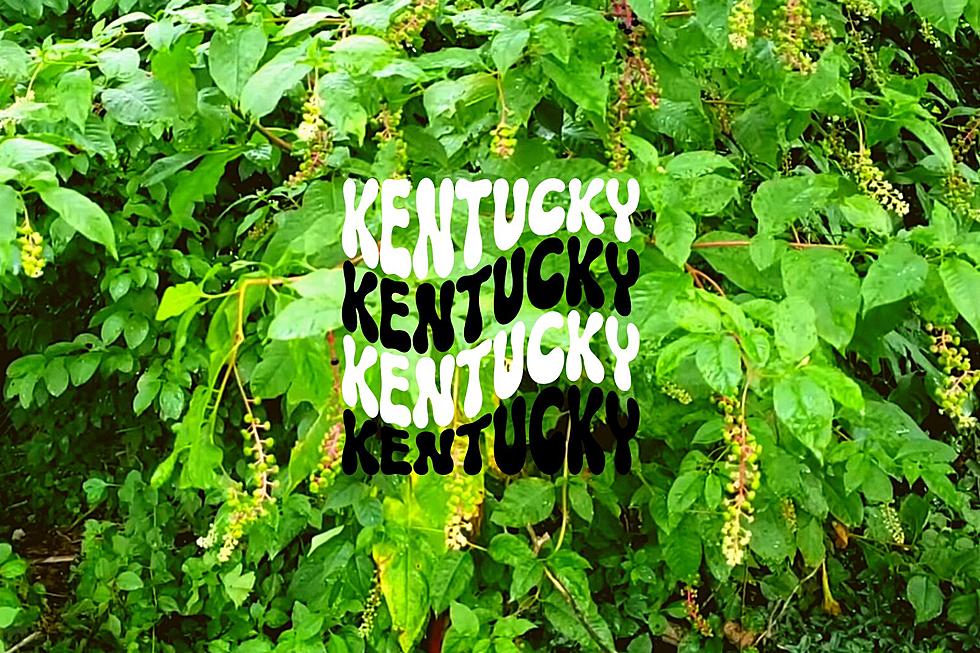 Native KY Plant Is Toxic But Also Shows Up in a Certain Recipe
