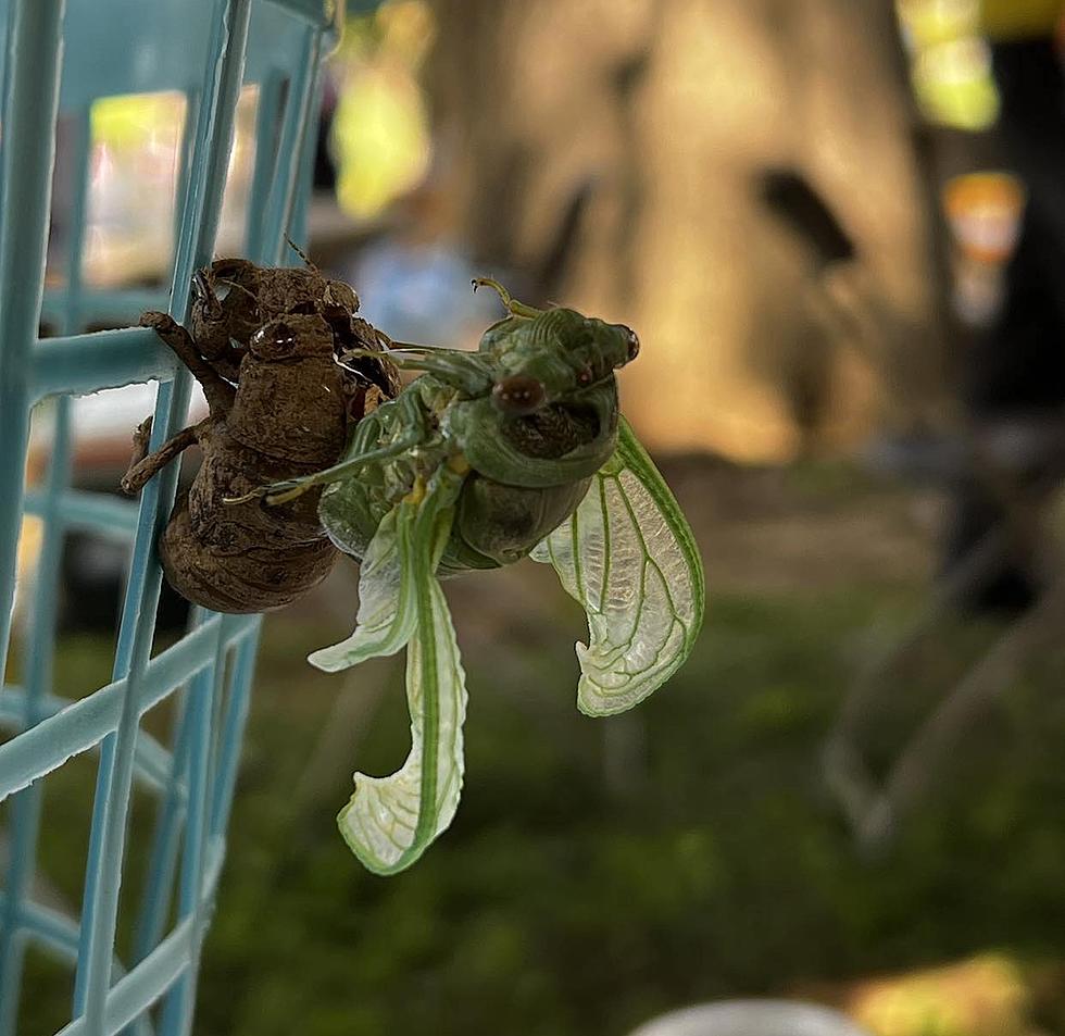 Must See Photos of a Cicada Molting