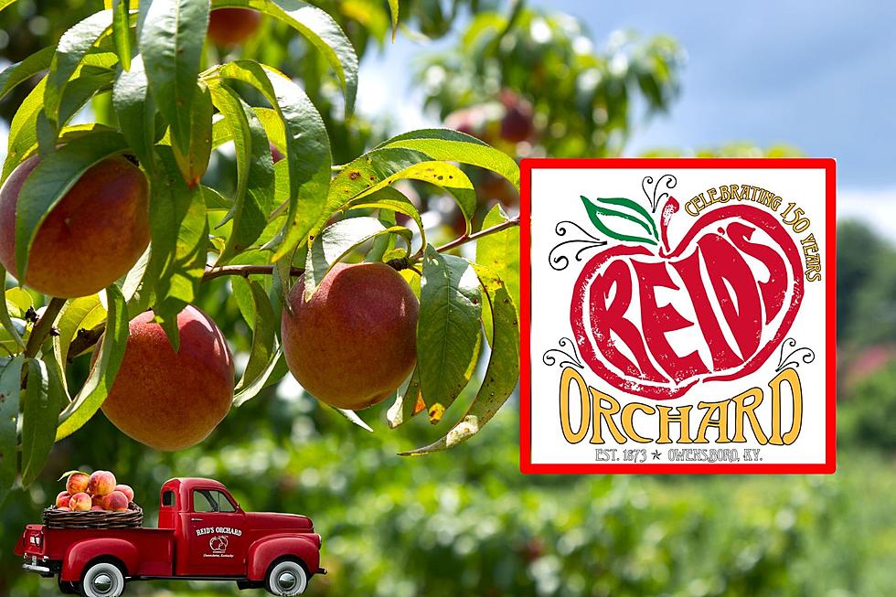 Reid's Orchard Hosting Summer Peach Bliss Market Day