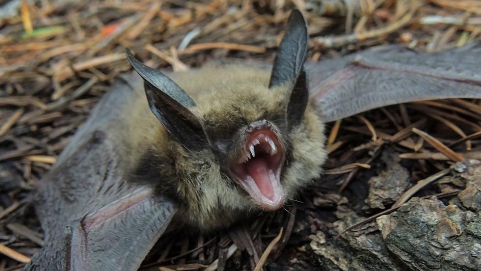 Bat Season in KY: How to Get Rid of Them and Prevent Infestation