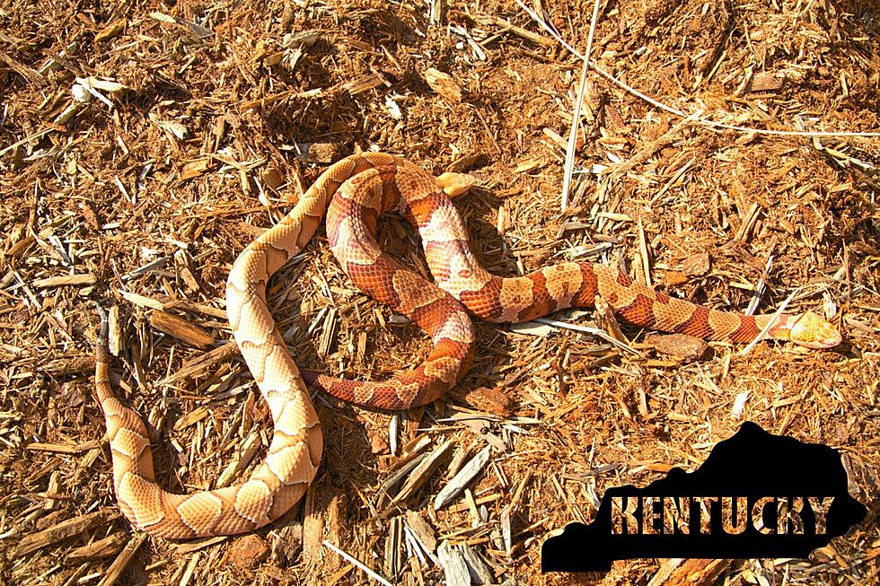 It's Baby Copperhead Season in KY -- What You Should Know