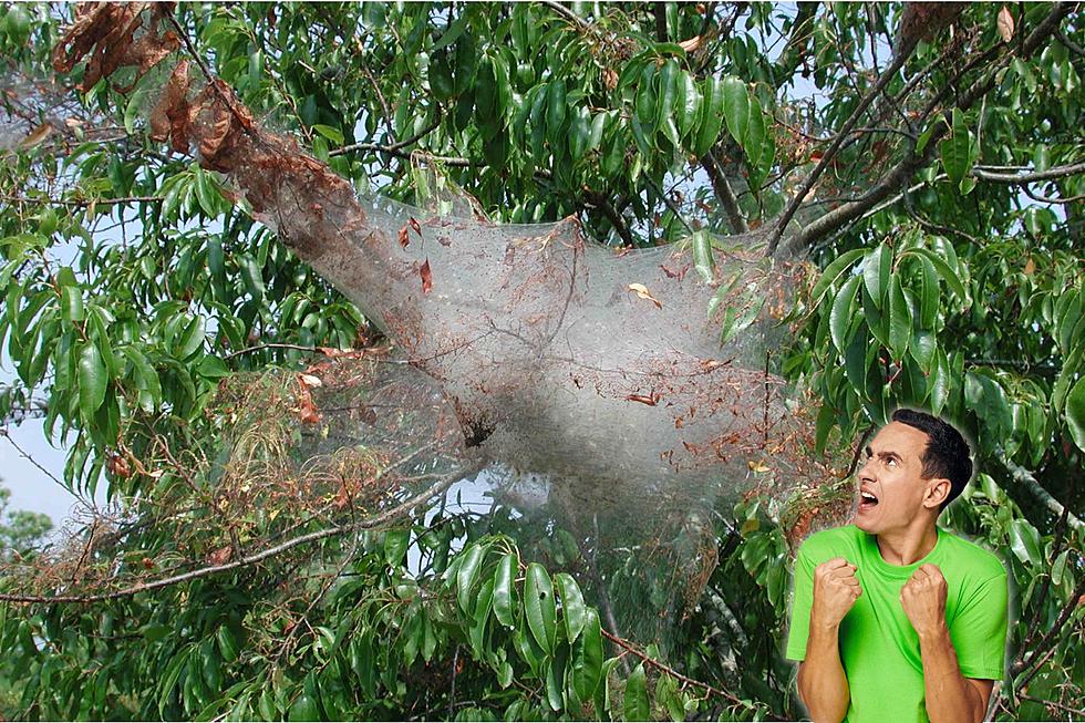 The Giant 'Webs' You Might See on KY Trees? Those Aren't Spiders