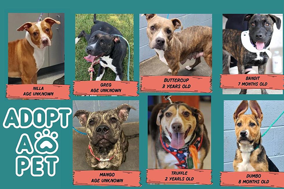 Waived Adoption Fees for Precious Pups in Western Kentucky