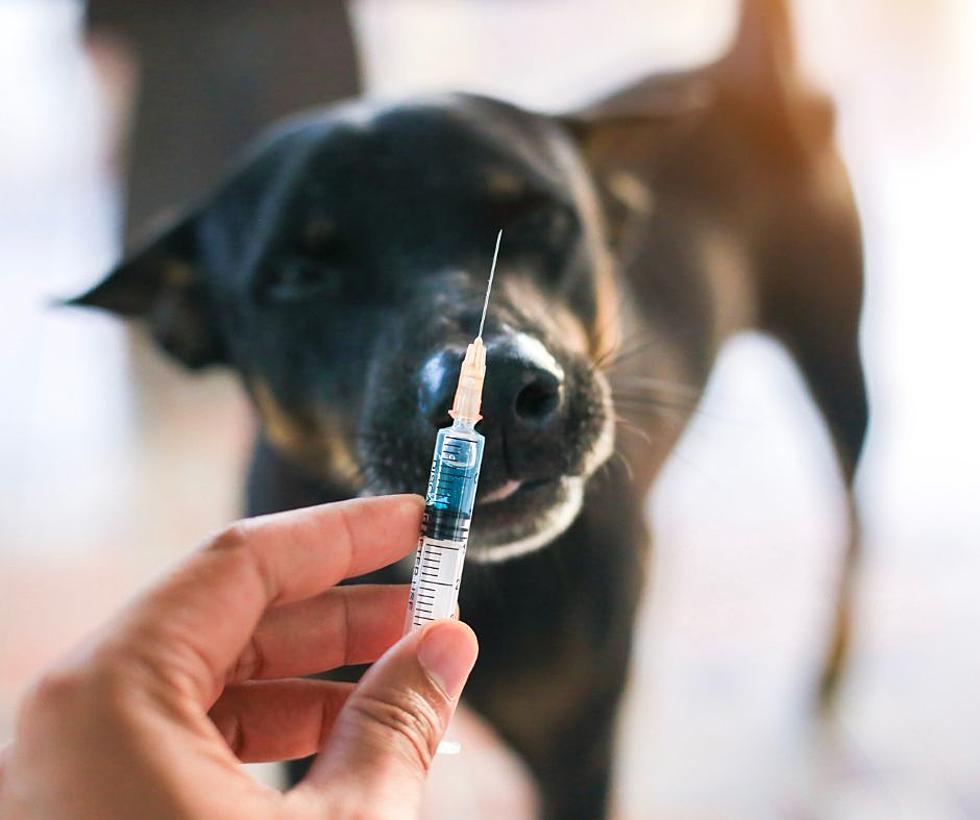 If Your Dog Needs a Rabies Shot, There’s a Vaccine Clinic Coming to an Owensboro Park