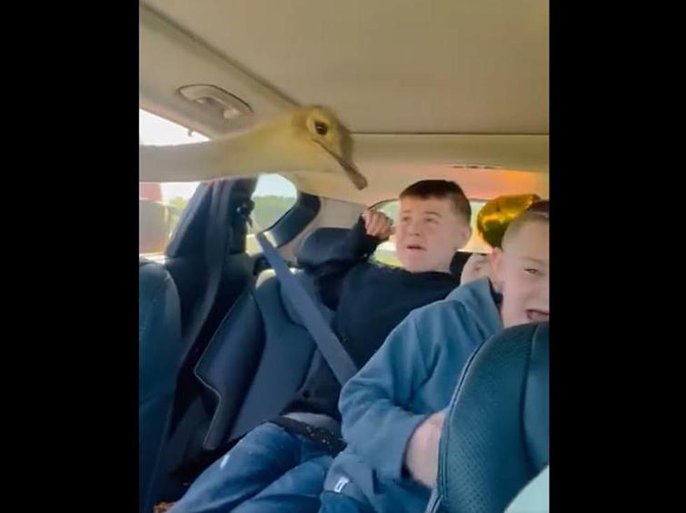 Kentucky Kids’ Hilarious, Yet Horrifying Encounter with an Emu Goes Viral