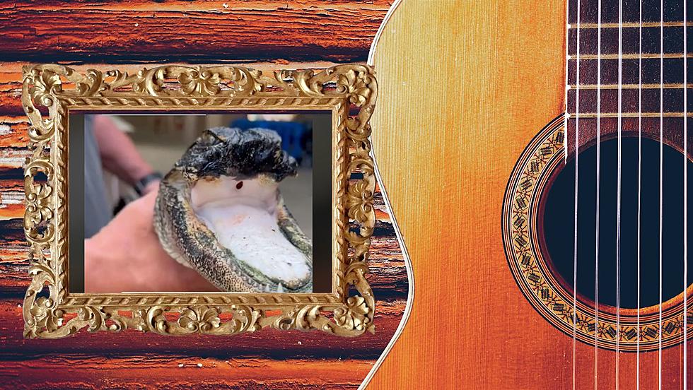 Rescued Jaw-less Gator Given Clever Country Music Inspired Name