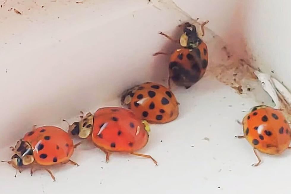 Ladybugs Are Fine -- They're Invasive Evil Twins? Not So Much