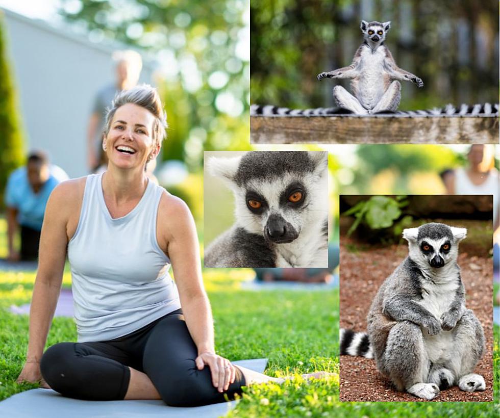 Headed to Florida? You Should Try Lemur Yoga!