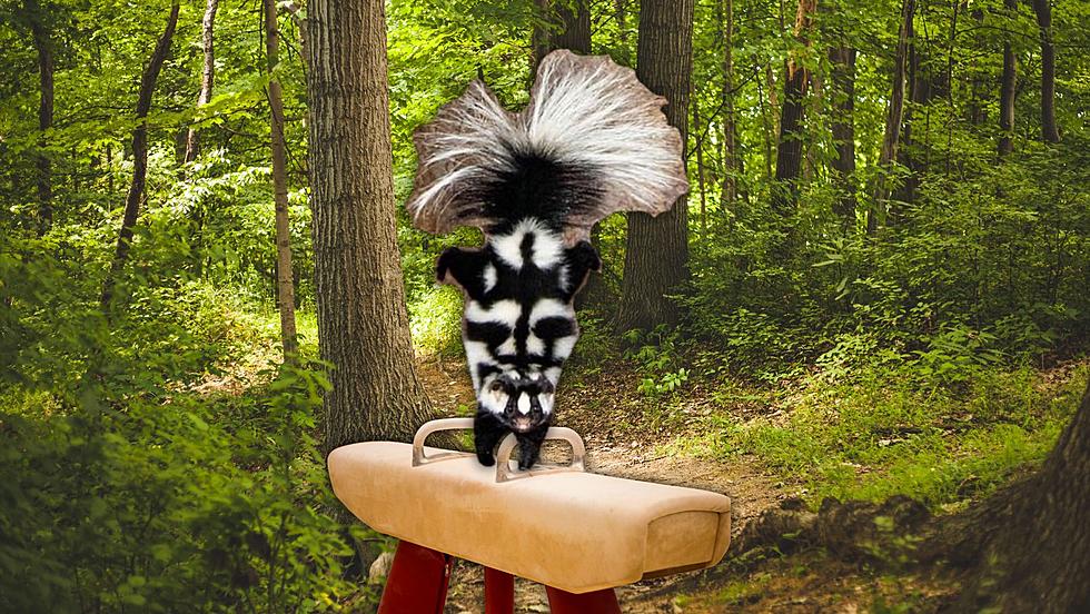 This Adorable Acrobatic Skunk is at Risk of Extinction in Kentucky