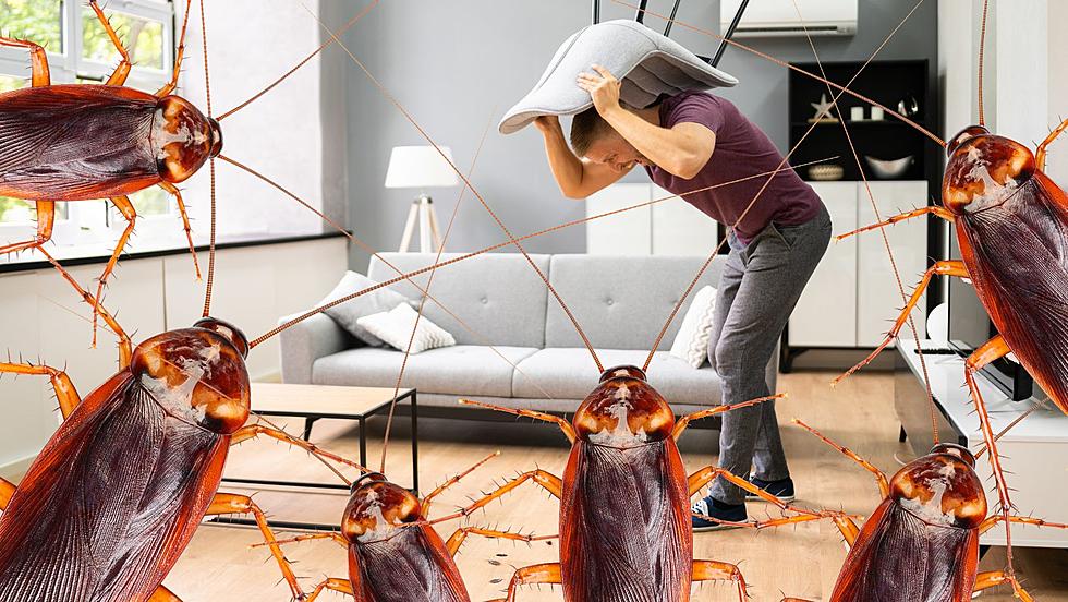 Would You Live With Cockroaches For $2,500?
