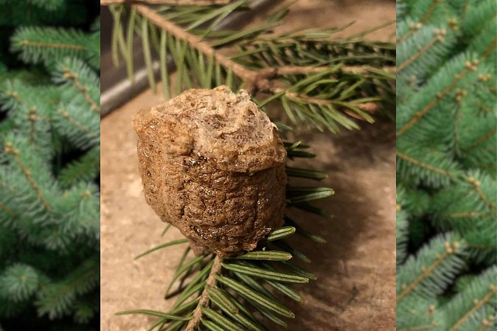 Evansville Family Finds Strange Pod on Their Christmas Tree