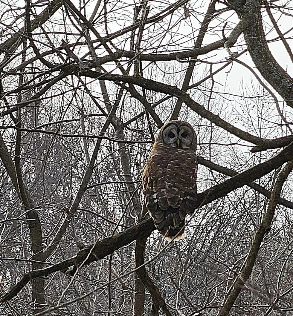 Cool Photos of an Owl at Rudy Mine Trails in Owensboro