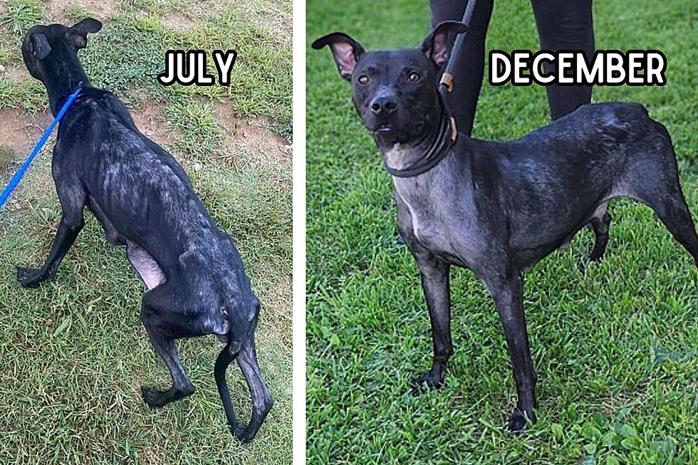 Survivor Mama Dog Has Been at a Kentucky Shelter for Six Months & Needs a Christmas Miracle