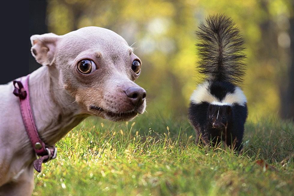 It’s Skunk Mating Season in the Tri-State; Here’s What to Do if Your Dog Gets Sprayed By One