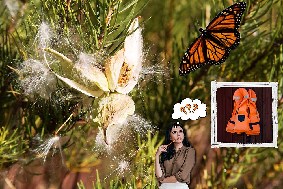 The Connection Between Milkweed, Butterflies, and Life Jackets