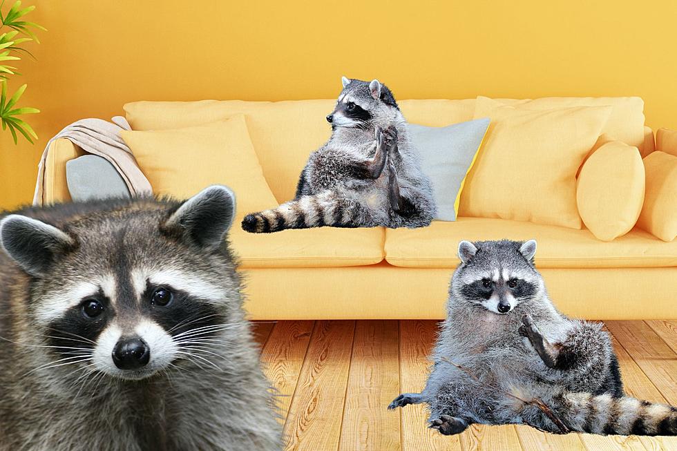Did You Know You Can Legally Own a Raccoon in These States? 