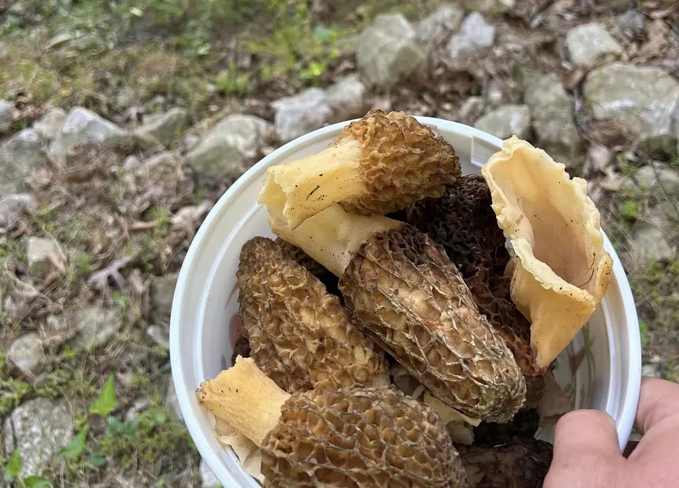 It's Morel Mushroom Season in Indiana and Kentucky