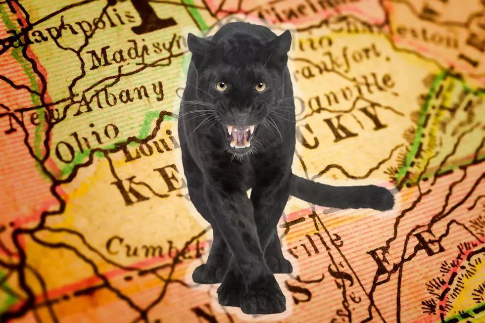 Black Panther Sightings in KY -- Reality or Bad Resolution?
