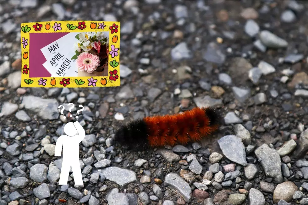 Do Dark Woolly Worms Mean Anything in the Spring?