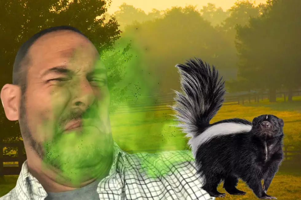 Here’s What You Should Do If You Get Sprayed by a Skunk