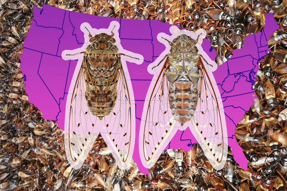 Track the Arrival of Cicada-geddon in KY & IN With This Map