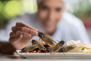 Here's What You Need to Know About Eating Cicadas