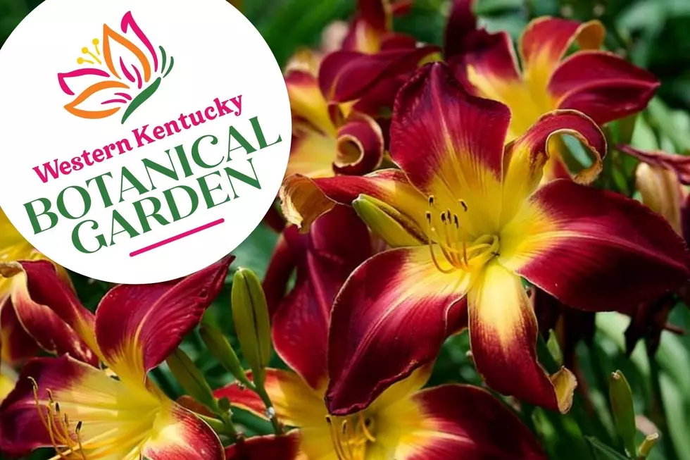 WKY Botanical Garden Celebrates 15th Annual Daylily Festival