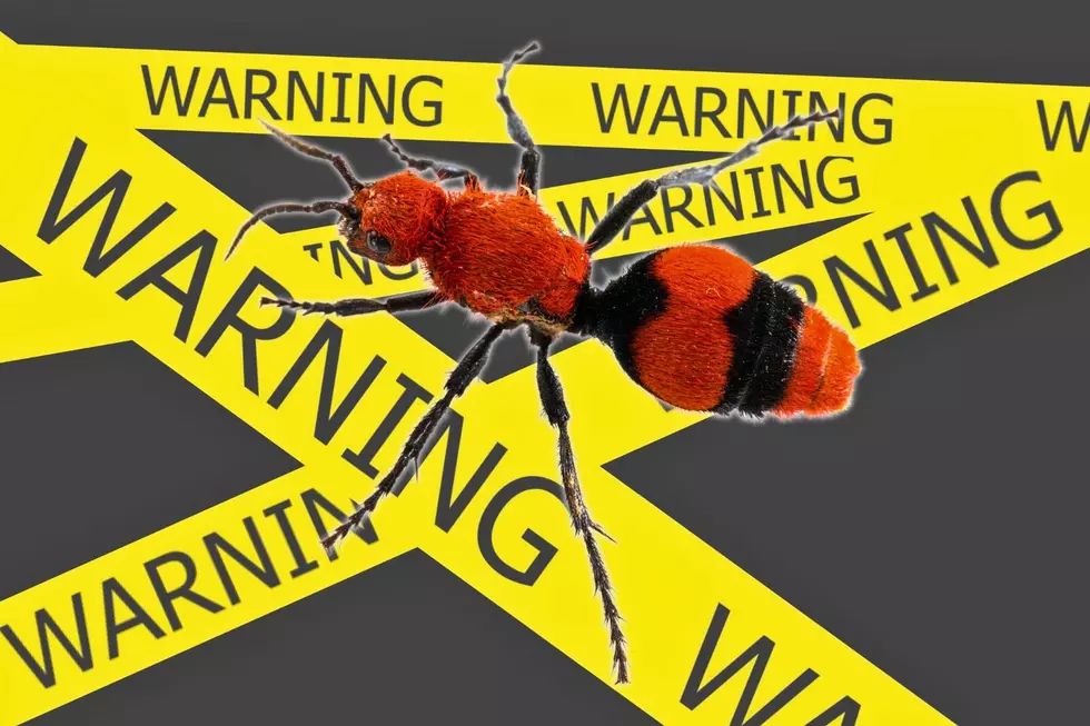 The Scarlet Velvet Ant, or ‘Cow Killer,’ Is Found in KY & IN and the Stings Are Terrible