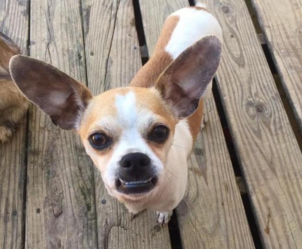 Cutest-Ugliest Dog of the Internet is Available for Adoption in KY [PHOTOS]