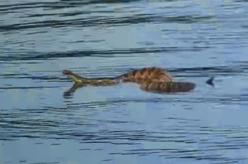 Kentucky’s largest venomous snake is also a good swimmer…good times [VIDEOS]