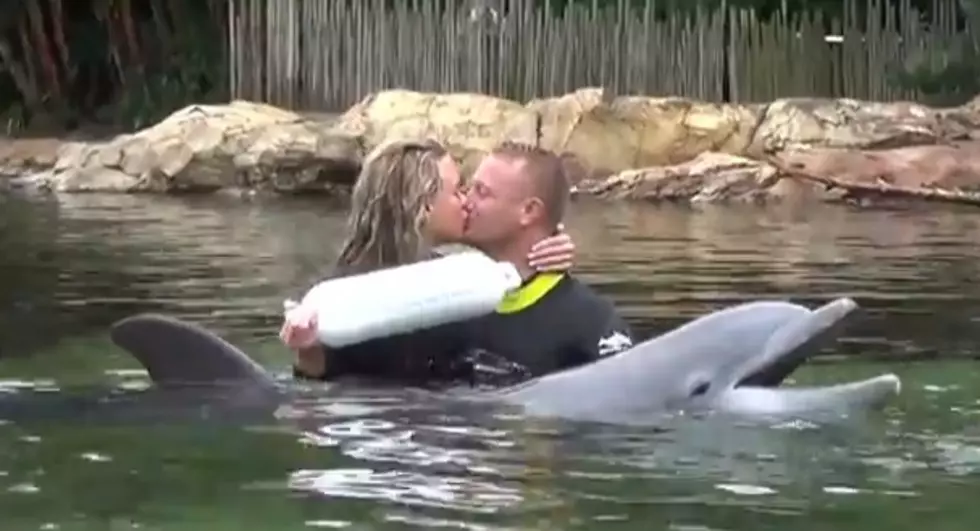 Dolphin Proposal