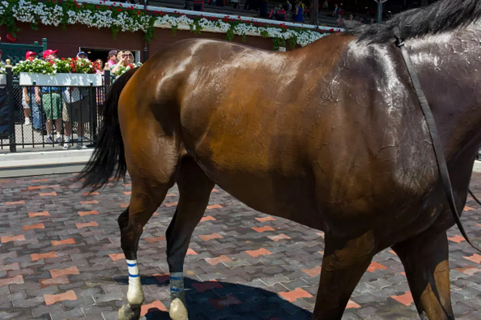 Racehorse Named Gronkowski Qualifies For Kentucky Derby
