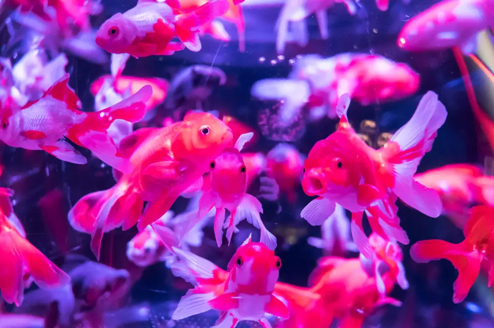 New York Aquarium Owners Beware of ‘Moss Balls’