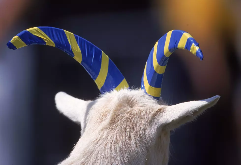 Navy Mascot