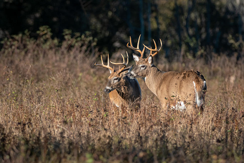 Should New York Hunters Be Testing Deer for COVID-19?