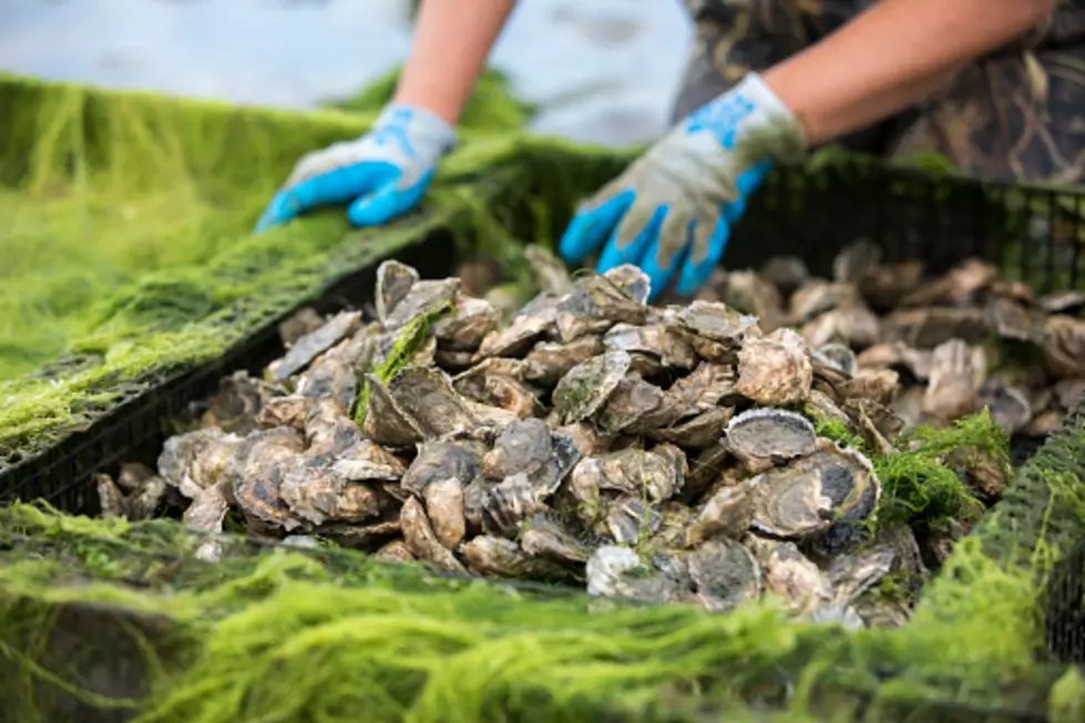 Gov. Hochul Vetoes Seaweed Bill To Help New York Oyster Farms