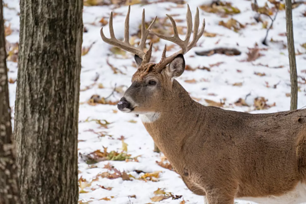 Gov. Hochul Vetoes Opt-Out Bill For New York&#8217;s &#8216;Holiday Hunt&#8217;