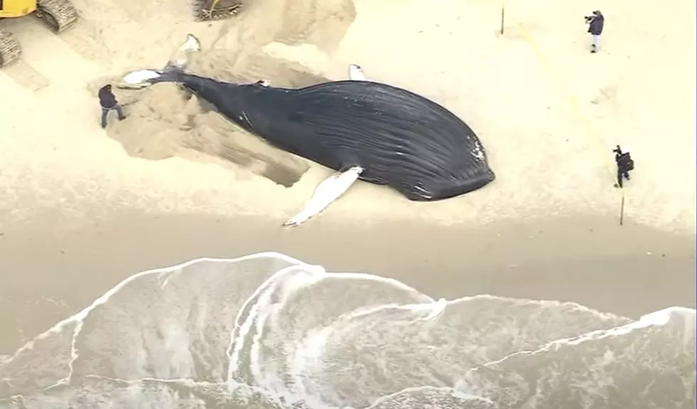 Why Have 10 Whales Washed Up On New York Beaches Since December?
