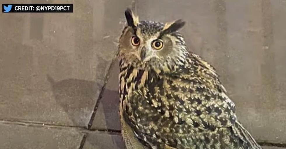 Feathered Fugitive From New York Zoo Earns His Freedom