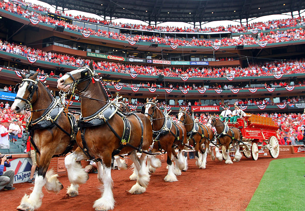 St. Louis Cardinals 2016 Opening Day: Let’s Celebrate