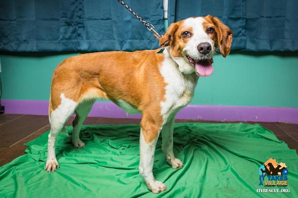 12 Shelter Dogs of Christmas – Honey [Beagle]