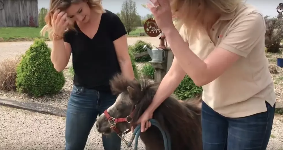Miniature Horse Helps Kids Read [Video]
