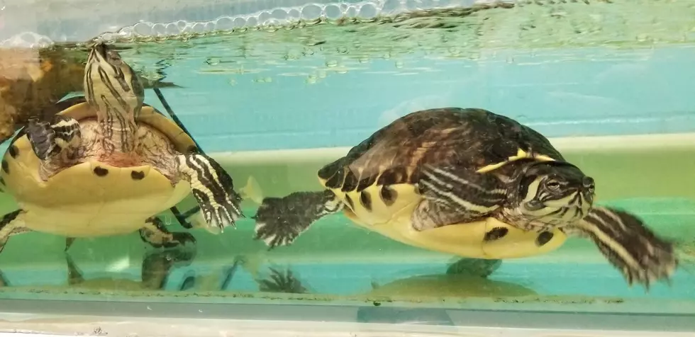 2 Turtles Looking For A New Home