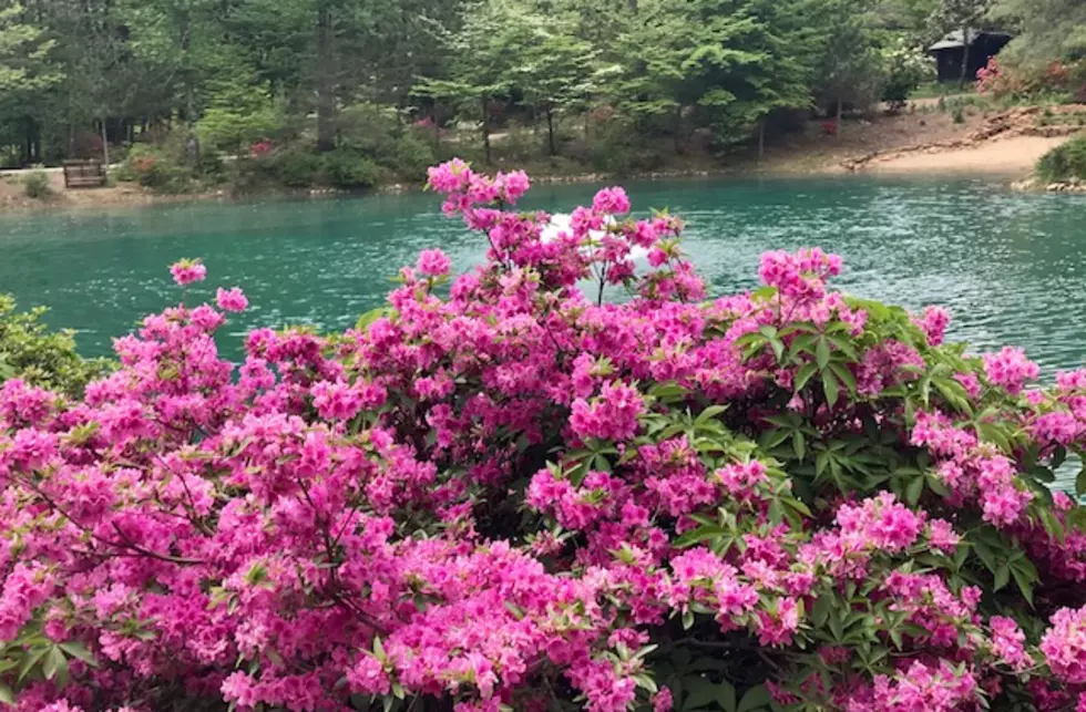 What is this Beautiful Flower along the Azalea Path in Gibson County? [Slideshow]