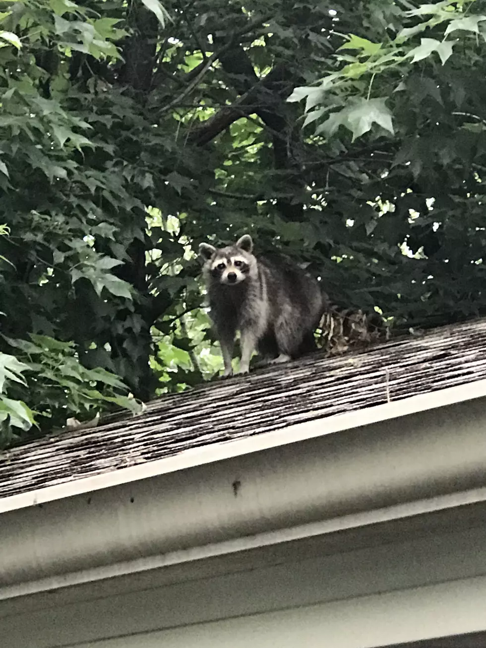 [Update] Liberty&#8217;s House has been Taken Over by Raccoons!
