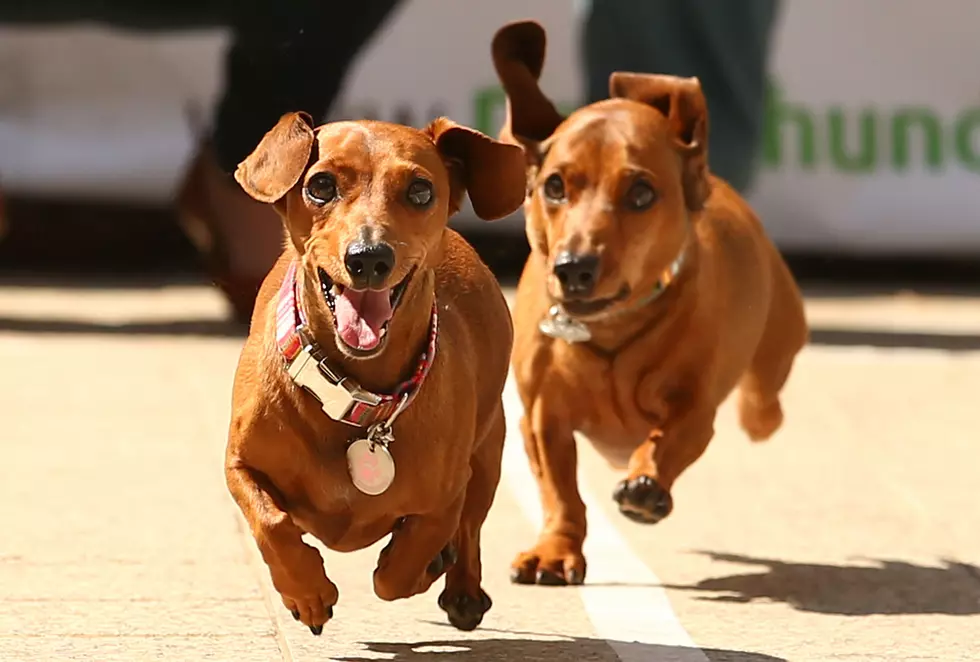 Weiner Dogs Share the Track With the Ponies at Ellis Park