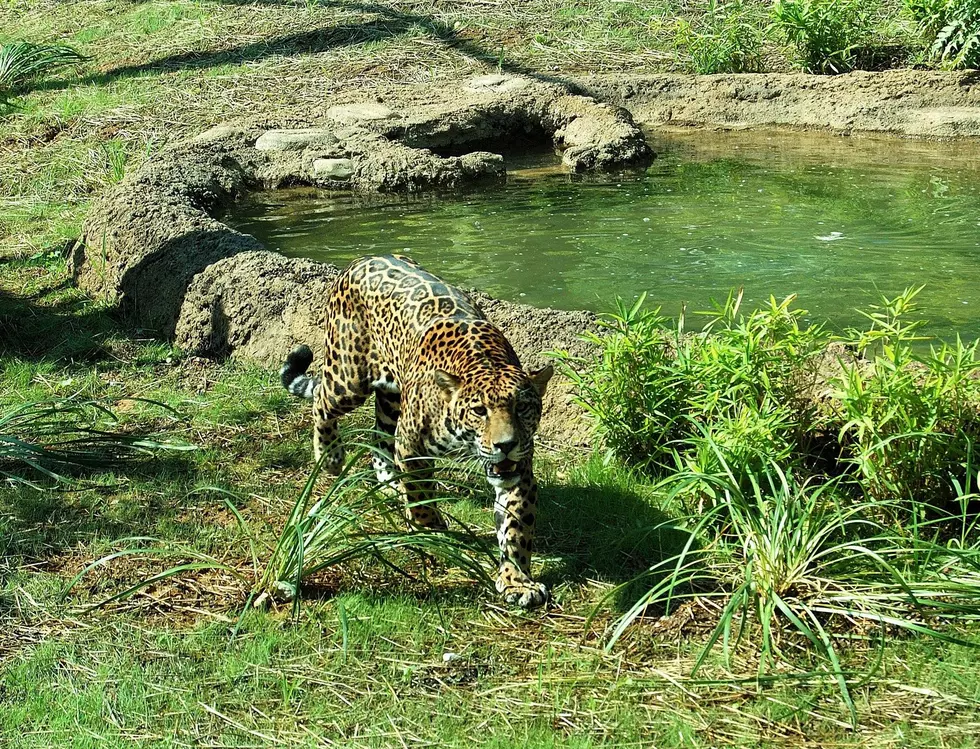 Mesker Park Zoo’s Jaguar is a Teenager – Happy Birthday Beliza!